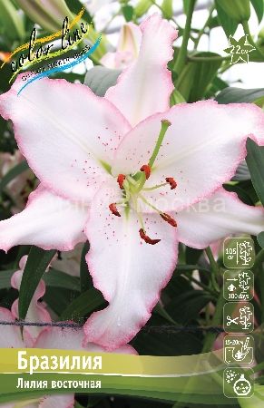 Лилия Бразилия 12/14 1шт (КолЛайн) 2шт/уп