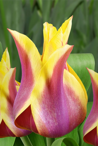 Тюльпан Баллада Дрим 11/12 1шт (Садовита) 8шт/уп