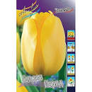 Тюльпан Голден Парад 14/+ 1шт (КолЛайн) 5шт/уп