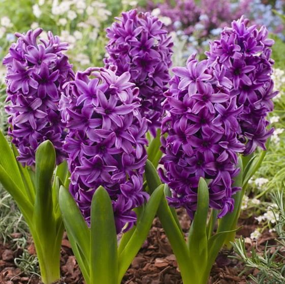 Гиацинт Мисс Сайгон 14/15 1шт (Садовита) 3шт/уп