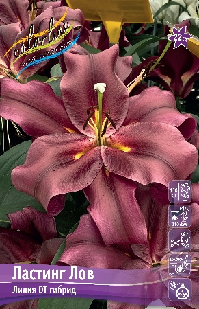 Лилия Ластинг Лов 14/16 1шт (КолЛайн)