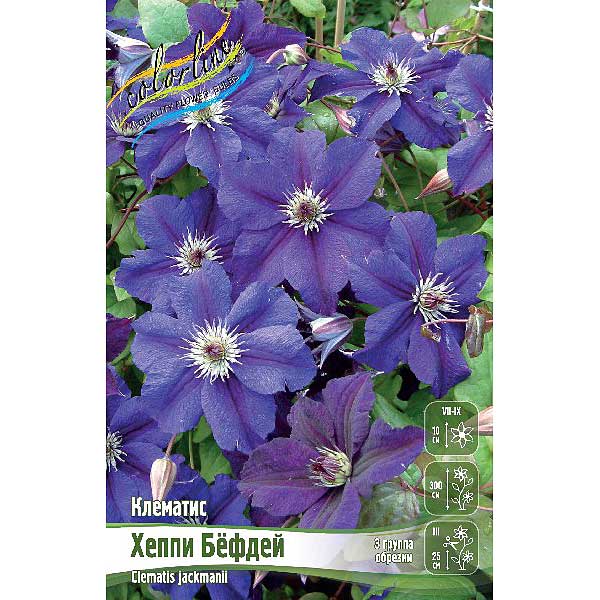 Клематис Хеппи Бефдей 1шт (КолЛайн) 2шт/уп