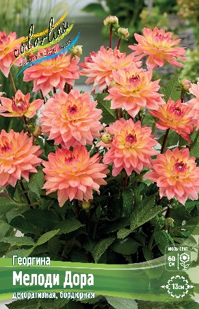 Георгина Мелоди Дора 1шт (КолЛайн)