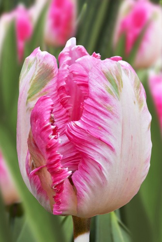 Тюльпан Пэррот Пинк Вижн 11/12 1шт (Садовита) 7шт/уп