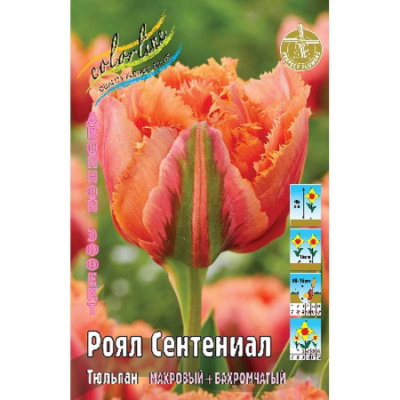 Тюльпан Роял Сентениал 11/12 1шт (КолЛайн) 7шт/уп