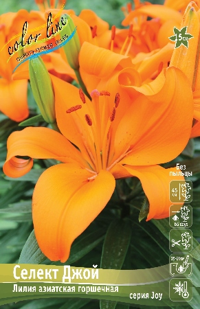 Лилия Селект Джой 12/14 1шт (КолЛайн) 7шт/уп