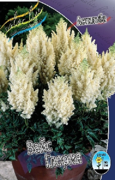 Астильба Вайс Глория 1шт (КолЛайн) 