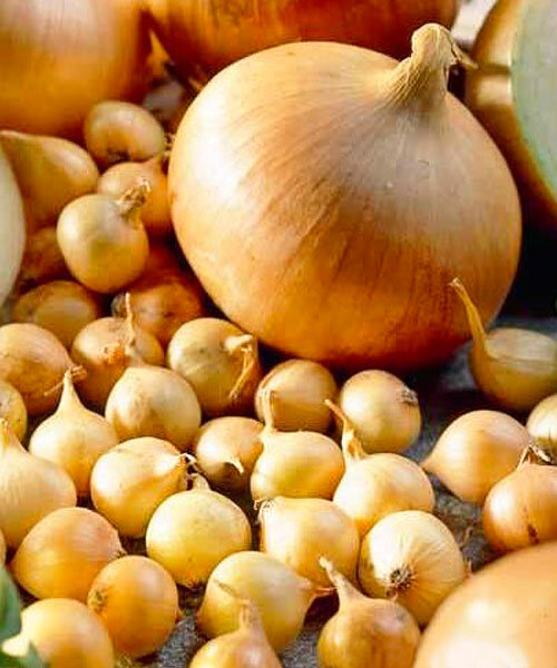 Лук севок Штутгартер ризен 10/21 20кг/м (+/- 5%) (TOP B.V.) 