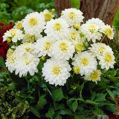 Георгина Гэллери Арт Фэйр 1шт (КолЛайн)