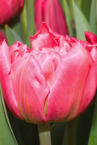 Тюльпан Диор 11/12 1шт (Садовита) 2шт/уп