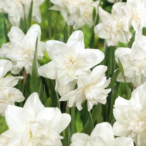 Нарцисс Уайт Марвел 12/14 1шт (Садовита) 3шт/уп