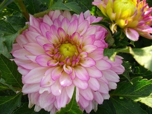 Георгина Мелоди Дикси 1шт (КолЛайн)