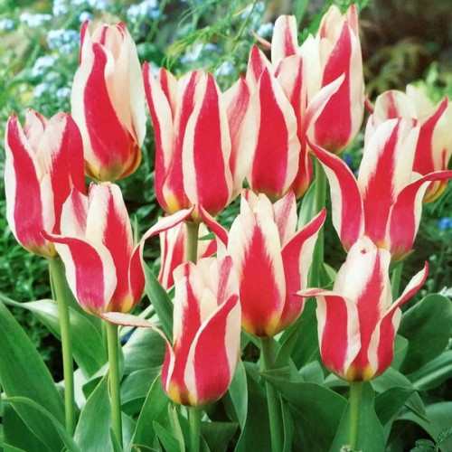 Тюльпан Бадди 1шт (КолЛайн) 10шт/уп