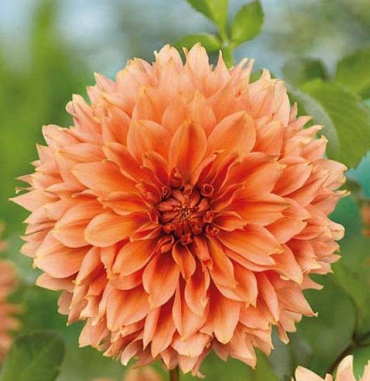 Георгина Оранж Фубуки 1шт (КолЛайн)