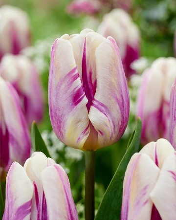 Тюльпан Хэппи Фит 11/12 1шт (КолЛайн) 3шт/уп