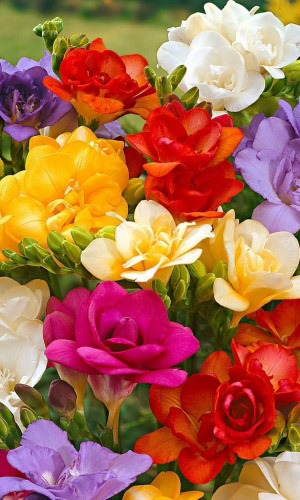 Фрезия Смесь Махров. 1шт (КолЛайн) 10шт/уп