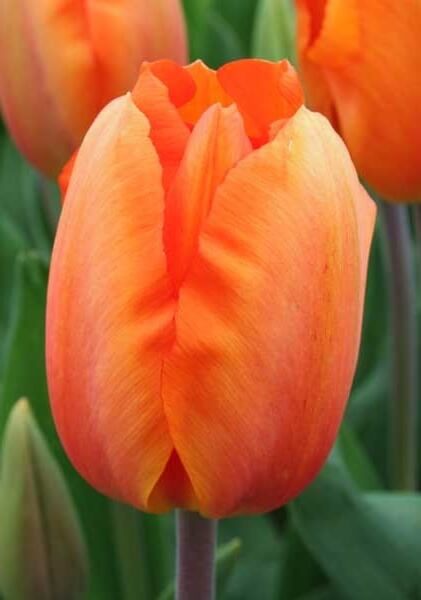 Тюльпан Лайтинг Сан 1шт (КолЛайн) 8шт/уп