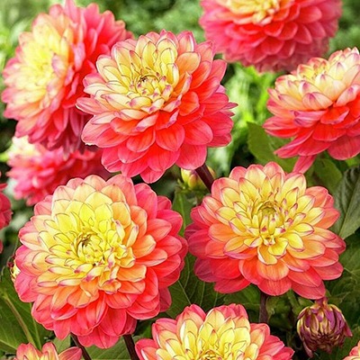 Георгина Мелоди Аллегро 1шт (КолЛайн)