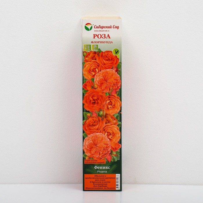 Роза Феникс 1шт (Алтай) флорибунда, оранжевая