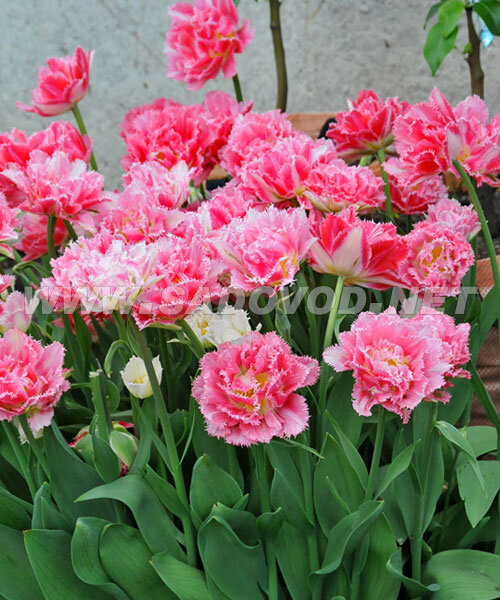 Тюльпан Криспион Лов 1шт (КолЛайн) 5шт/уп