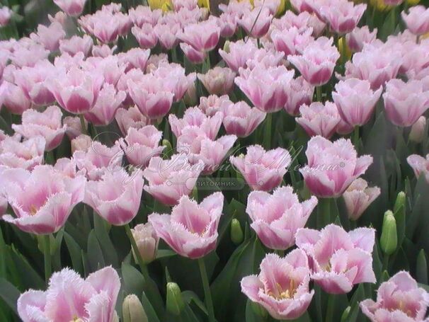 Тюльпан Сиеста 11/12 1шт (Садовита) 10шт/уп