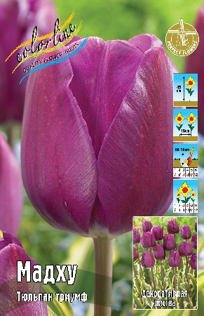 Тюльпан Мадху 1шт (КолЛайн) 8шт/уп