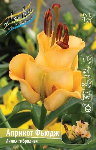 Лилия Априкот Фьюдж 14/16 1шт (КолЛайн)
