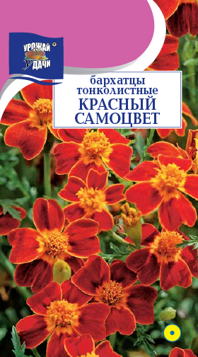 Бархатцы Красный самоцвет 0,1г ц/п (УУ) тонколистные 30см/2см