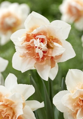 Нарцисс Свит Парадиз 12/14 1шт (КолЛайн) 5шт/уп