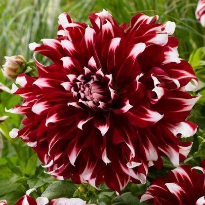 Георгина Икс фактор 1шт (КолЛайн)