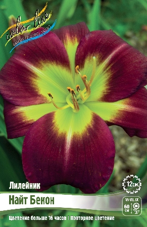 Лилейник Найт Бэкон 1шт (КолЛайн)