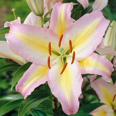 Лилия Фокус Покус 13/14 1шт (КолЛайн) 2шт/уп