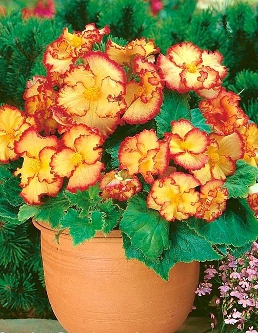 Бегония Криспа Маргината желто-красная 1шт (КолЛайн)