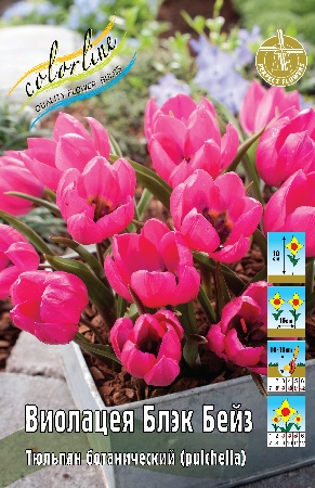 Тюльпан Виолацея Блэк Бейз 1шт (КолЛайн) 10шт/уп