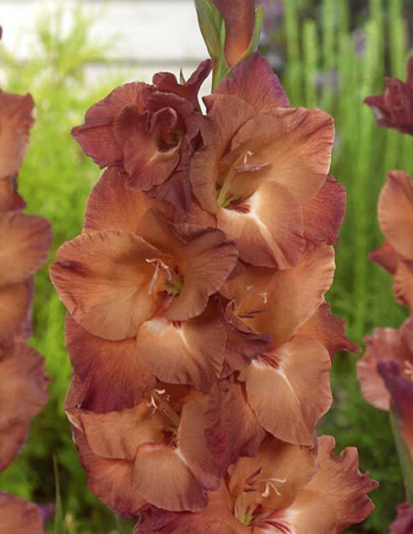 Гладиолус Индиан Саммер 12/14 1шт (НК) 5шт/уп