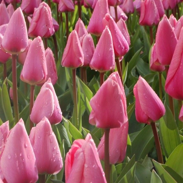 Тюльпан Биг Лав 11/12 1шт (Садовита) 10шт/уп