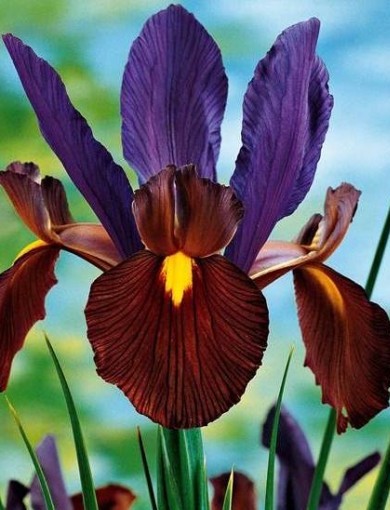 Ирис голландский Тайгер(Ай оф) 6/+ 1шт (КолЛайн) 10шт/уп