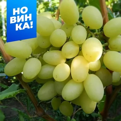 Виноград Кишмиш Саграйон 1шт (Алтай)