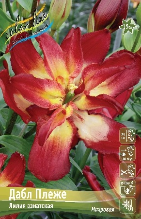 Лилия Дабл Сенсейшн 12/14 1шт (КолЛайн) 