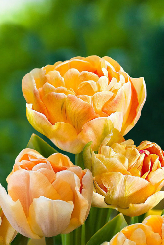 Тюльпан Чарминг Леди 11/12 1шт (Садовита) 8шт/уп