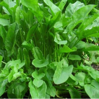 Щавель Беллевиль 0,5г (Агроэлита)