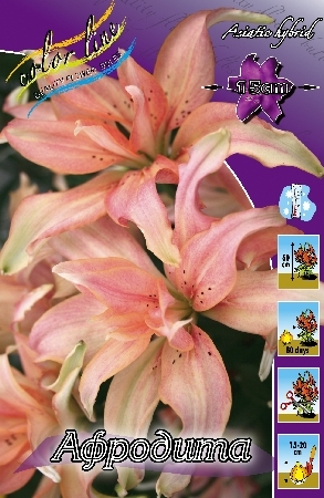 Лилия Афродита 12/14 1шт (КолЛайн)