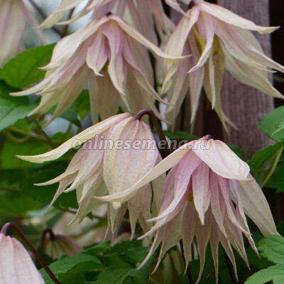 Клематис Пинк Свинг 1шт (КолЛайн)