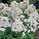 Флокс Рембрант 1шт (КолЛайн) 2шт/уп