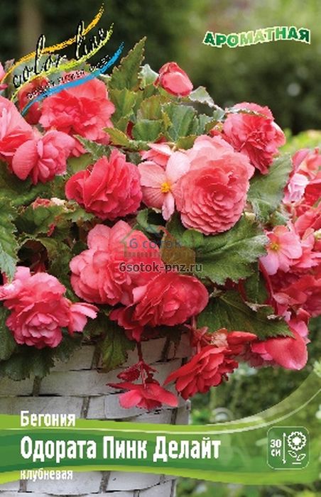 Бегония Одората Пинк Делайт 5/6 1шт (КолЛайн) 