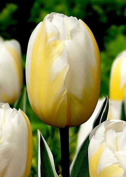 Тюльпан Хэппи Пипл 11/12 1шт (Садовита) 7шт/уп