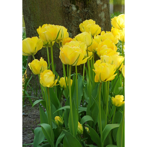 Тюльпан Акебоно 11/12 1шт (Садовита) 8шт/уп