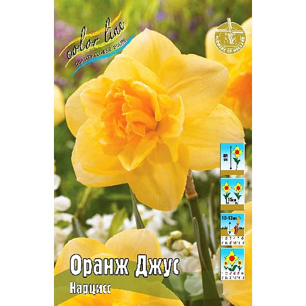 Нарцисс Оранж Джус 12/14 1шт (КолЛайн) 2шт/уп