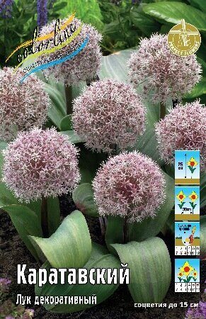 Лук декоративный Каратавский 12/14  1шт (КолЛайн) 5шт/уп