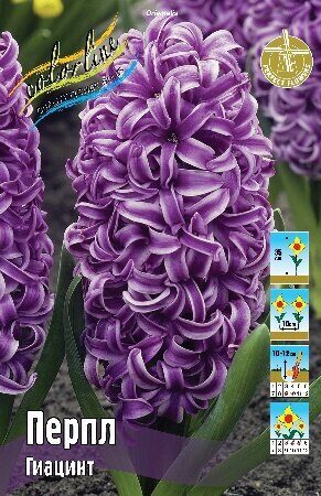 Гиацинт Перпл 14/15 1шт (КолЛайн) 3шт/уп